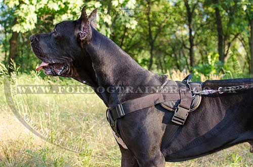 Great Dane Training Dog Harness | Strong Dog Harness